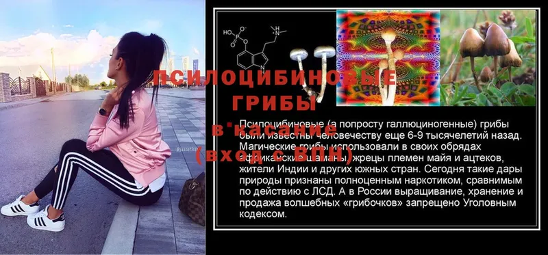 Псилоцибиновые грибы MAGIC MUSHROOMS  наркота  Ивдель 